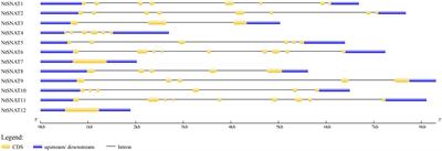 Genome-Wide Identification and Expression Profile of the SNAT Gene Family in Tobacco (Nicotiana tabacum)